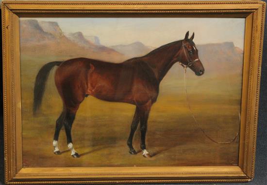 E.W.S. Portrait of an Arabian horse in the desert, 14.5 x 20.5in.